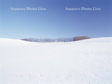 雪原