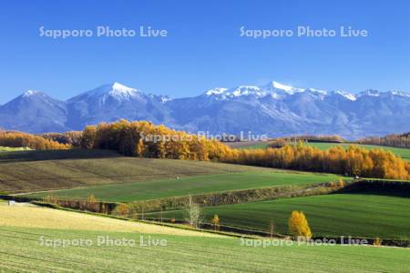 カラマツと大雪山