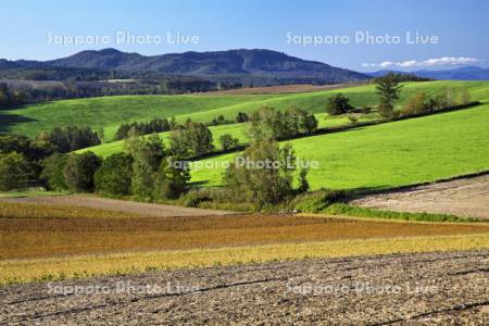 収穫間近の豆畑と初秋の丘