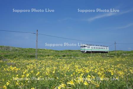 小清水原生花園