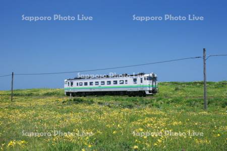小清水原生花園