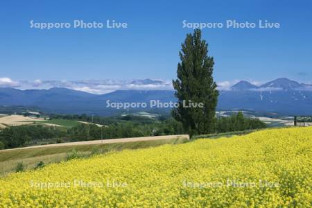 ケンとメリーの木