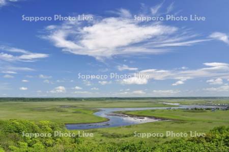初夏の雲霧多布湿原