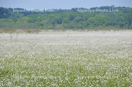 霧多布湿原のワタスゲ
