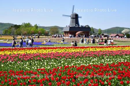 かみゆうべつチューリップ公園