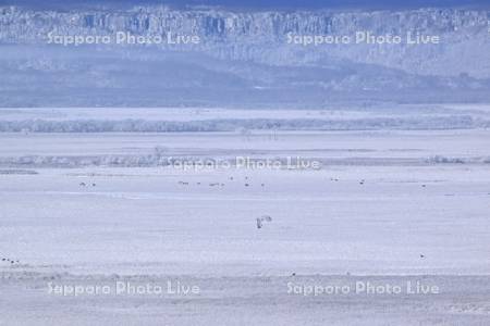 霧氷の釧路湿原とエゾシカ