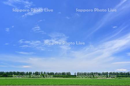 青空と中士幌のビート畑