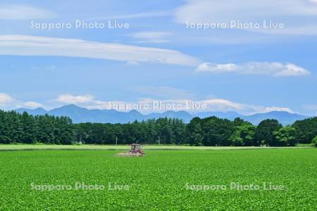 青空と中士幌のビート畑