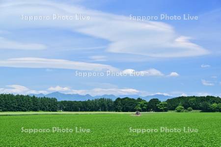 青空と中士幌のビート畑