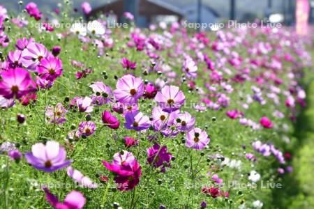 コスモスロードのコスモス