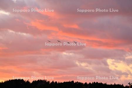 夕焼けとハクチョウ