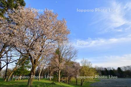 緑ヶ丘公園の夕桜