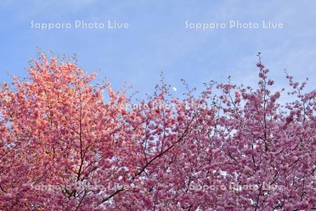 緑ヶ丘公園の八重桜と月