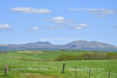 初夏の標茶町育成牧場