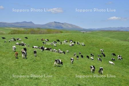 初夏の標茶町育成牧場放牧