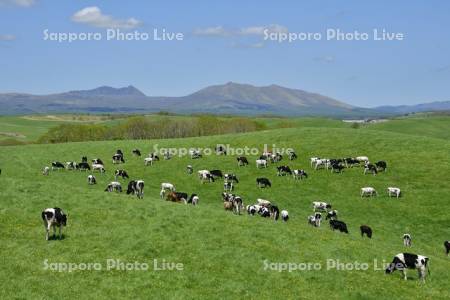 初夏の標茶町育成牧場放牧