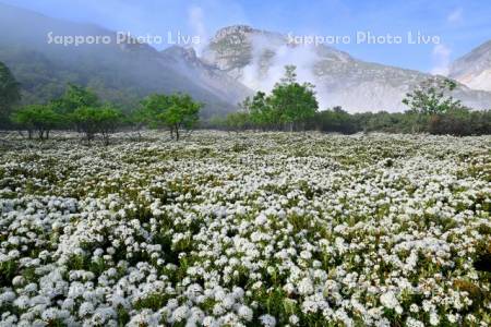 硫黄山とエゾイソツツジ