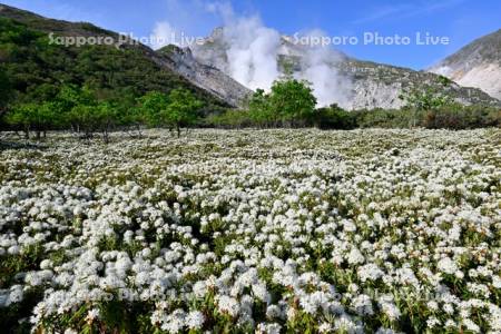 硫黄山とエゾイソツツジ