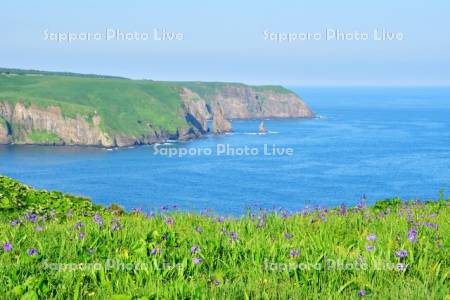 あやめケ原のヒオウギアヤメと海
