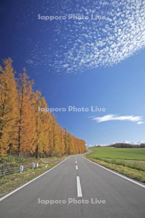 カラマツ並木の道