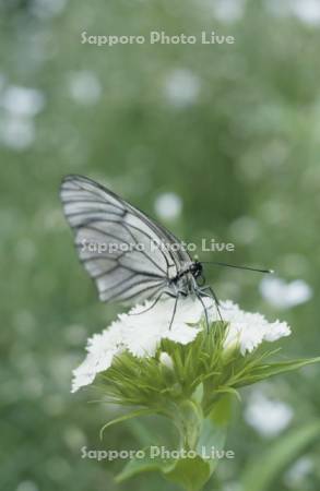 エゾシロチョウ