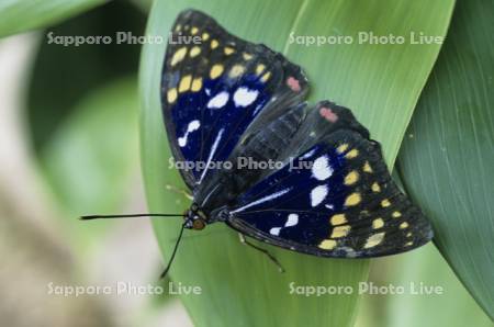 オオムラサキ　オス