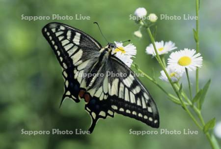 キアゲハ