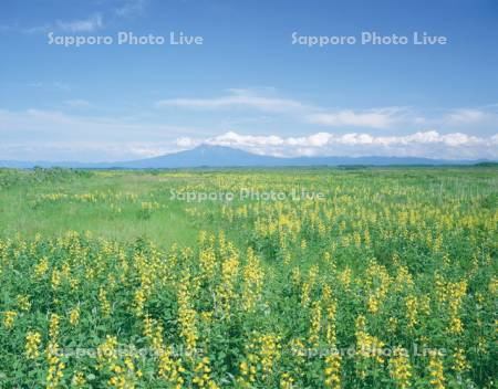 小清水原生花園
