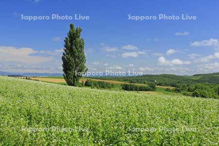 ケンとメリーの木