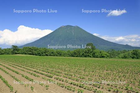 豆畑と羊蹄山