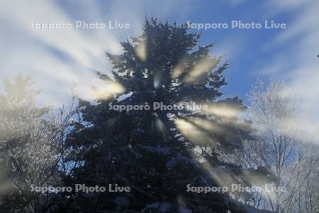 針葉樹と光芒