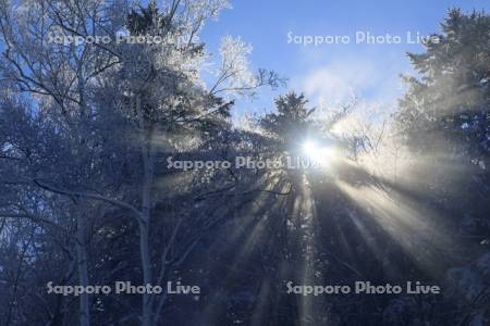 針葉樹と光芒