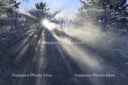 針葉樹と光芒