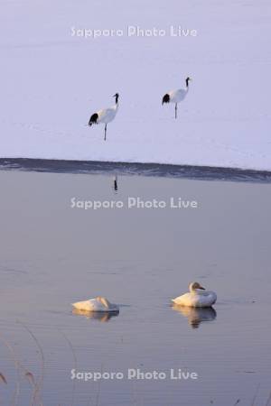 シラルトロ湖の白鳥とタンチョウ