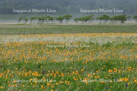 霧多布湿原のエゾカンゾウとワタスゲ