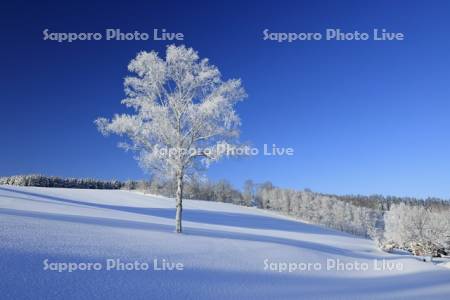 丘の霧氷の一本木