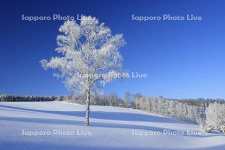 丘の霧氷の一本木