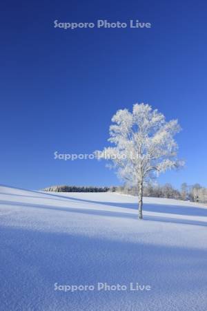 丘の霧氷の一本木