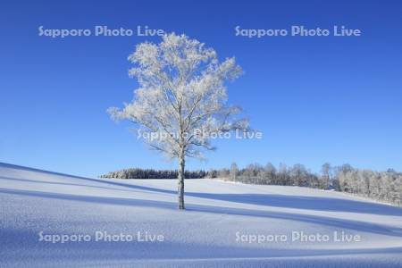 丘の霧氷の一本木