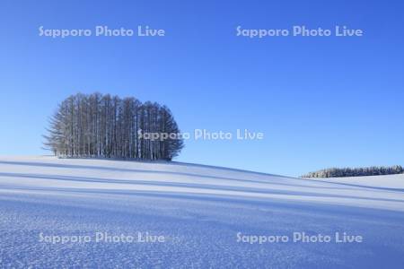 冬の丘　マイルドセブンの丘