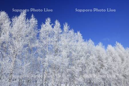 霧氷のシラカバ並木