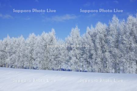 霧氷のシラカバ並木