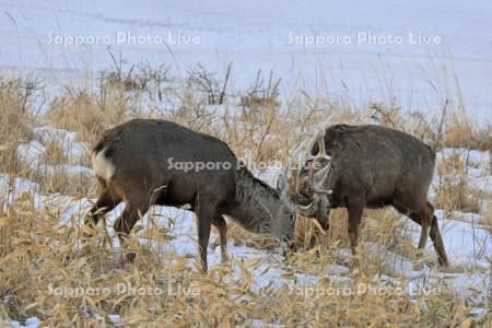エゾシカの角あわせ