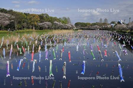 こいのぼりの里まつり