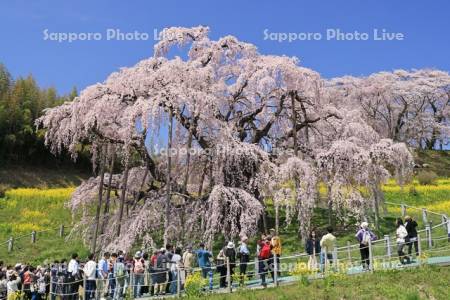 三春の滝桜
