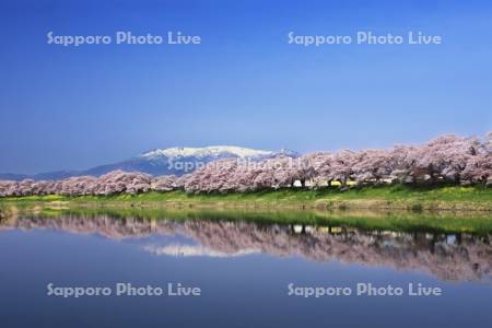 一目千本桜と蔵王連峰　