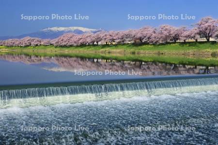 一目千本桜と蔵王連峰　