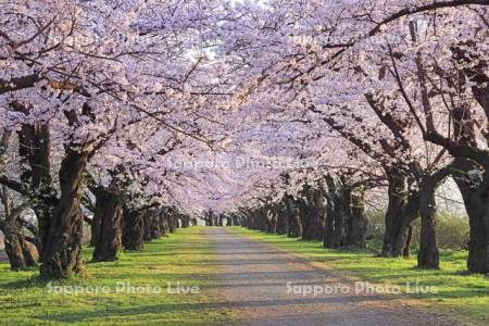 朝の北上展勝地の桜並木のトンネル