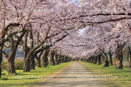 朝の北上展勝地の桜並木のトンネル