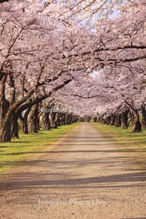 朝の北上展勝地の桜並木のトンネル